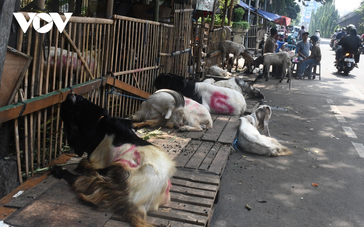 nhon nhip cho gia suc truoc them le hien sinh eid al-adha tai indonesia hinh anh 2