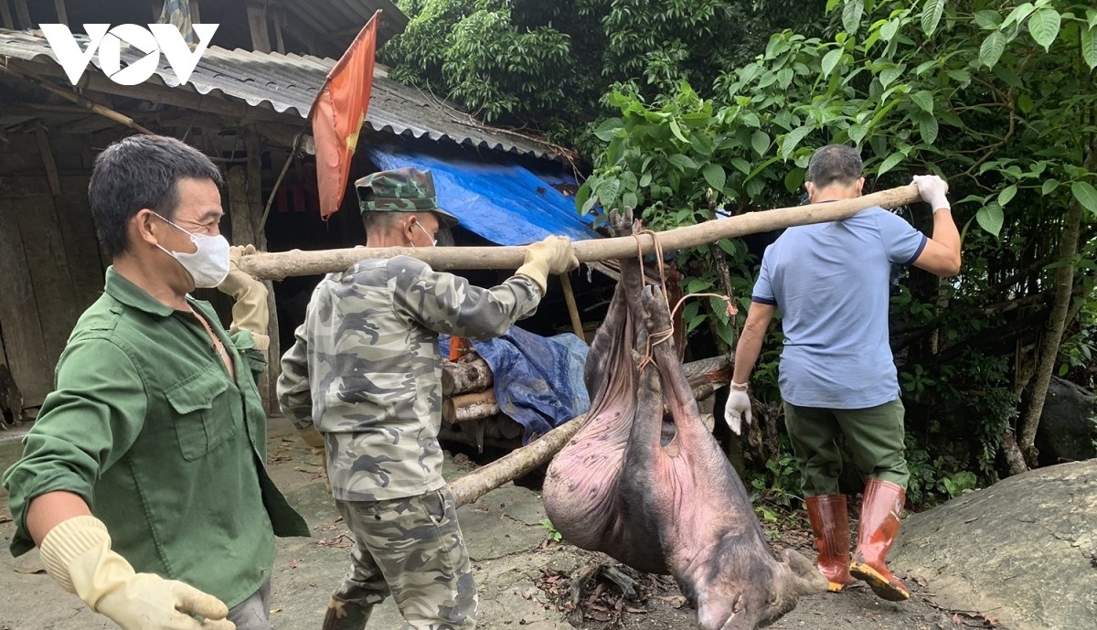 chi thi cua thu tuong ve phong, chong benh dich ta lon chau phi hinh anh 1