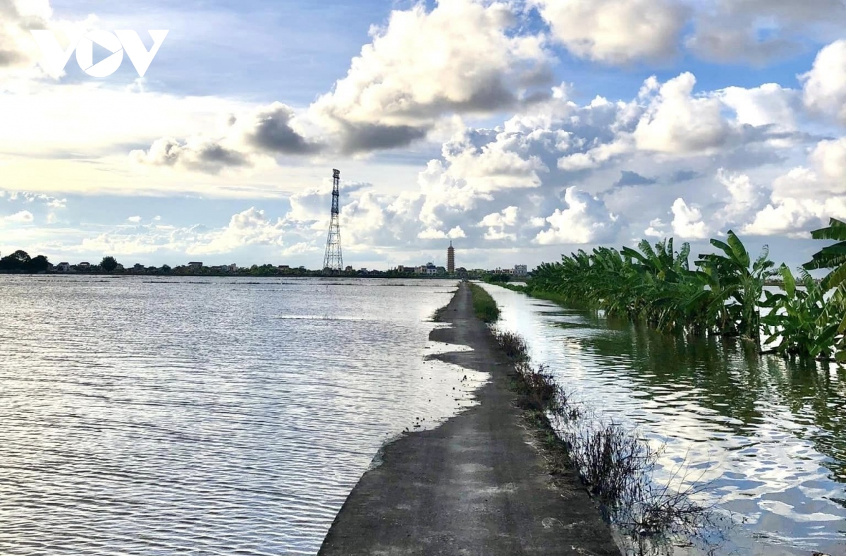 mua keo dai khien hon 60.000 ha lua o ninh binh, nam Dinh, ha nam bi ngap ung hinh anh 2