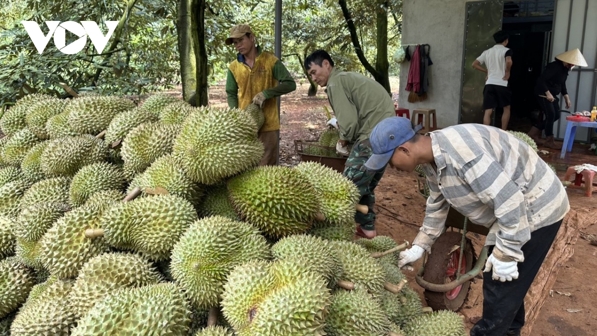 Dak lak dam bao an ninh trat tu, an toan giao thong trong thu hoach sau rieng hinh anh 1