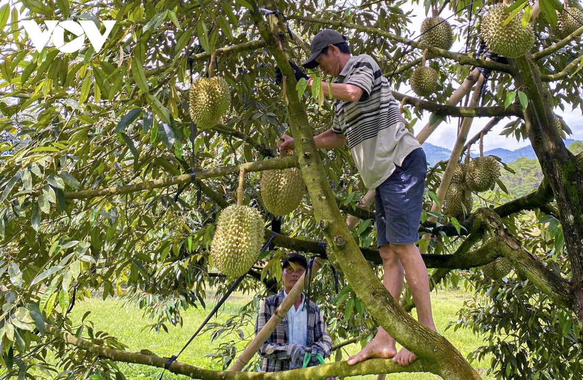 Duong lien vung mo ra khong gian phat trien moi cho mien nui khanh hoa hinh anh 2